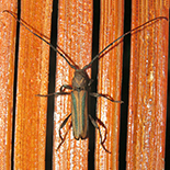 Xystrocera dispar